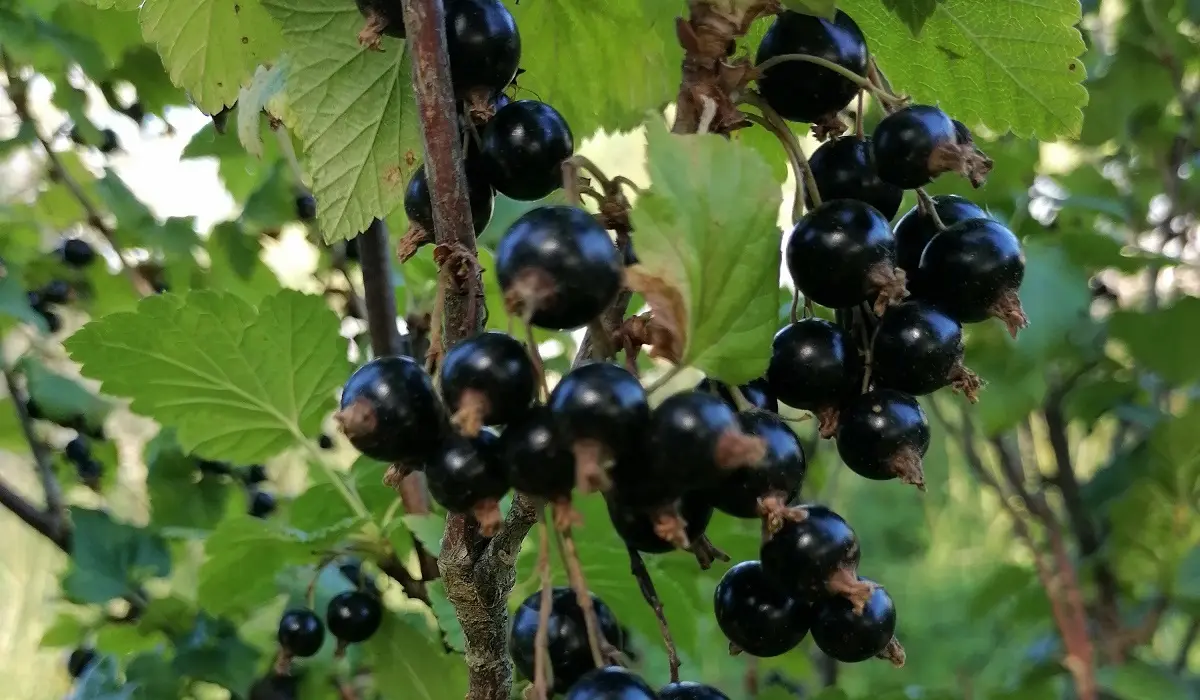 Upeņu krūma ogas